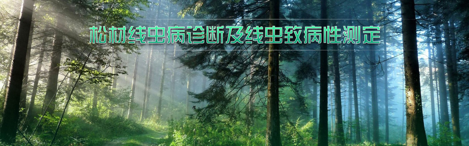 松材线虫病诊断及线虫致病性测定